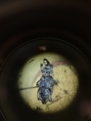 Sphenophorus callosus
