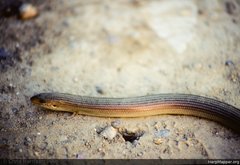 Chalcides striatus