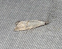 Haimbachia placidellus