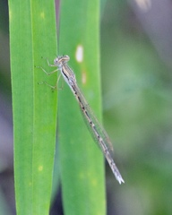 Sympecma fusca