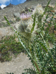Cirsium eatonii