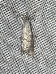 Haimbachia placidellus