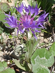 Centaurea pichleri