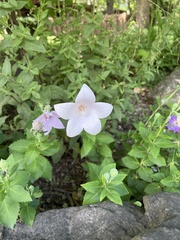 Platycodon