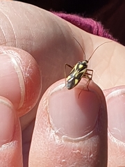 Grypocoris heinzi