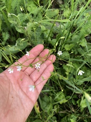 Stellaria graminea