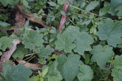 Rubus reflexus