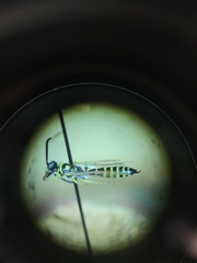 Thynnoidea