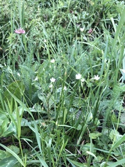 Stellaria graminea