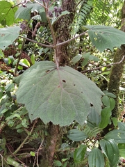 Neomirandea angularis