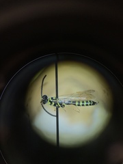 Thynnoidea