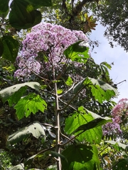 Neomirandea angularis