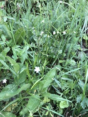 Stellaria graminea