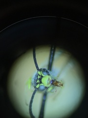 Thynnoidea
