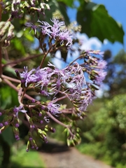 Neomirandea angularis