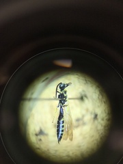 Thynnoidea