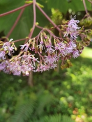 Neomirandea angularis