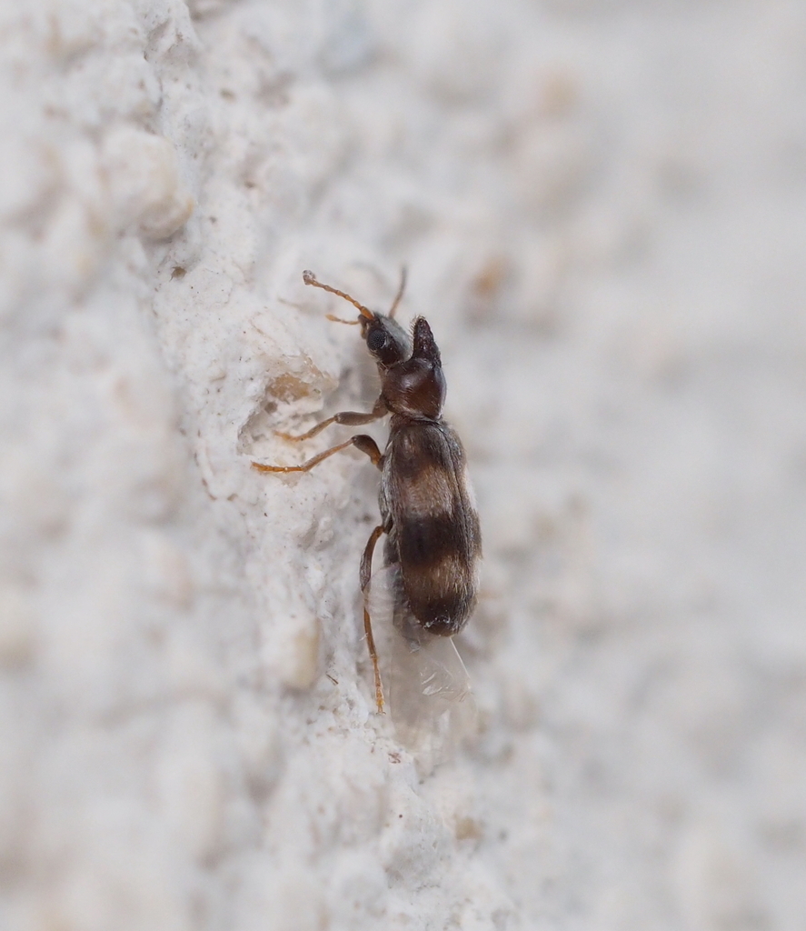 Notoxus trifasciatus