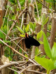 Ctenucha multifaria