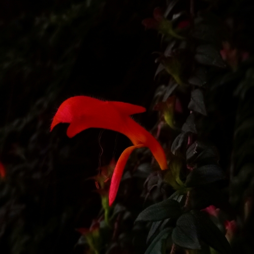 Image of Columnea microcalyx by (c) Eduardo Chacón Madrigal, some rights reserved (CC BY)