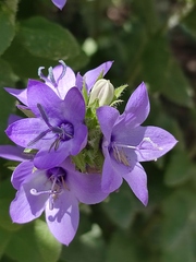 Campanula versicolor