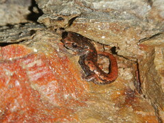 Speleomantes italicus