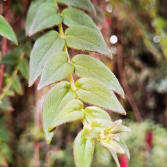 Columnea microcalyx
