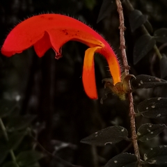 Columnea microcalyx