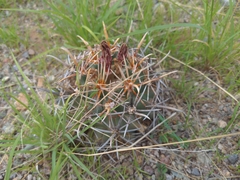 Coryphantha robustispina robustispina