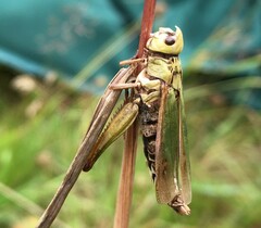 Entomophaga grylli