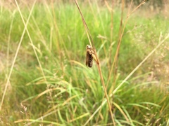 Entomophaga grylli