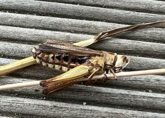 Entomophaga grylli