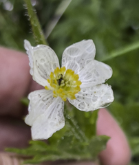 Anemonastrum sibiricum