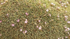 Acantholimon libanoticum