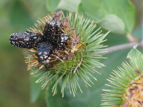 Mediterranean Spotted Chafer