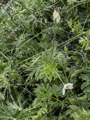 Anemonastrum sibiricum