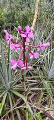 Epidendrum arachnoglossum