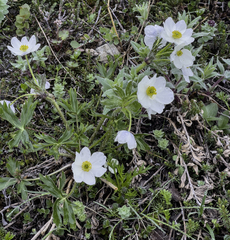Anemonastrum sibiricum