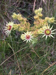 Sempervivum wulfenii