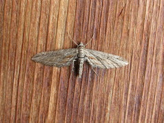 Eupithecia acutipennis