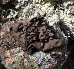 Umbilicaria polyrrhiza