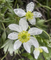 Anemonastrum sibiricum