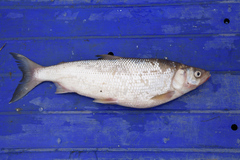 Coregonus artedi