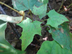Acer pictum