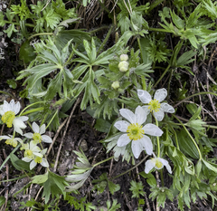 Anemonastrum sibiricum