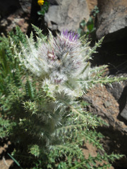 Cirsium eatonii