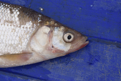 Coregonus artedi