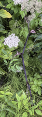 Angelica genuflexa