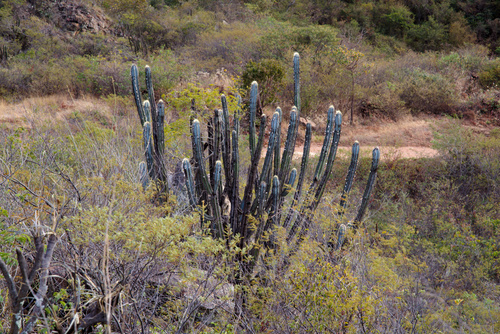Pilosocereus pachycladus