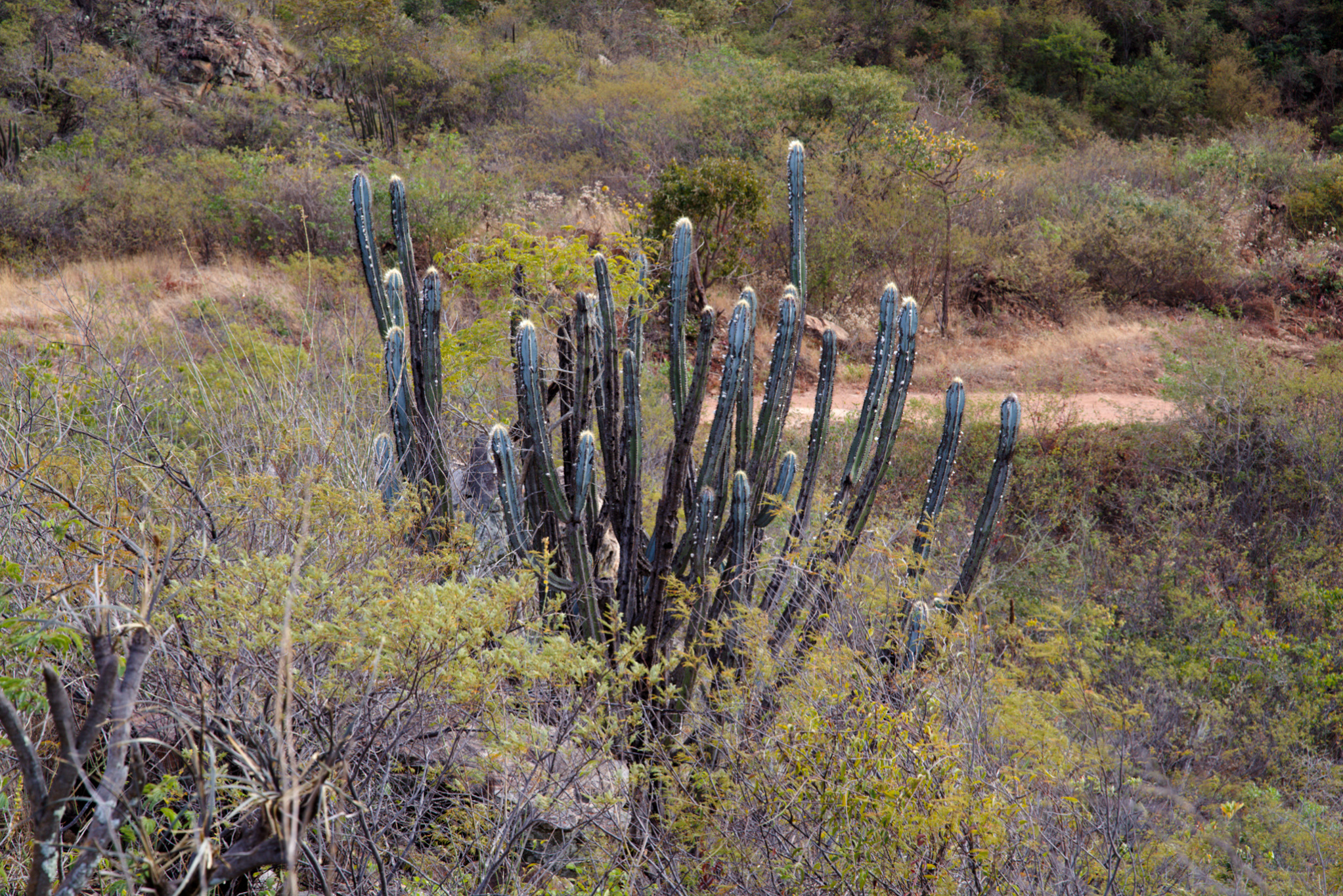 Pilosocereus pachycladus